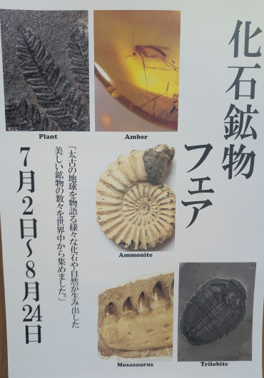 「化石・鉱物」フェアはじまりました！！
