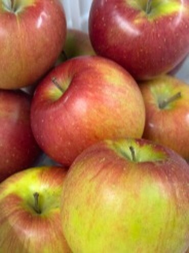 本日のりんご🍎‎🤍